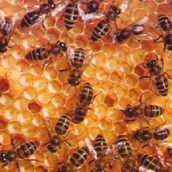 Cómo hacer un trabajo decente, morir en una familia de abejas, cómo arreglar un trubovku familiar