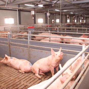 Hranjenje in hranjenje svinj v obdobju plodnosti in pred tem