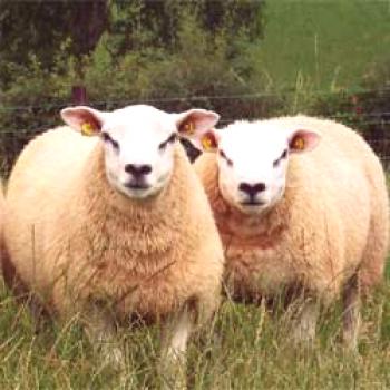 Especies de ovino Texel: productividad, reproducción, foto.