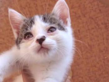 ¿Por qué los gatitos rasgan sus ojos y qué hacer?