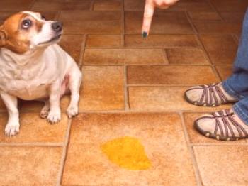Instrucciones de uso de cistitis stop para perros.