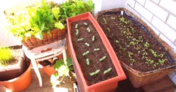 Cómo cultivar espinacas en el alféizar de una ventana, cómo plantar
