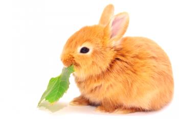 Kaj hraniti zajce doma: vrste krme