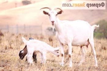 Nosečnost koze: koliko gre breja koza in jo skrbi