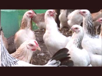 Opis pervomajske pasme piščancev s pregledi rejcev in predstavnikov fotografije