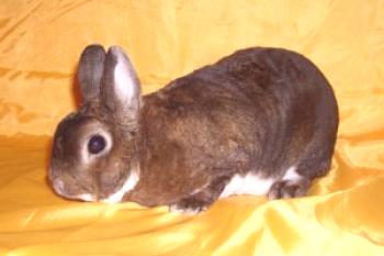 Casta de conejos de pelo corto: foto y descripción.