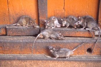 Cómo deshacerse de ratas y ratones en una casa privada