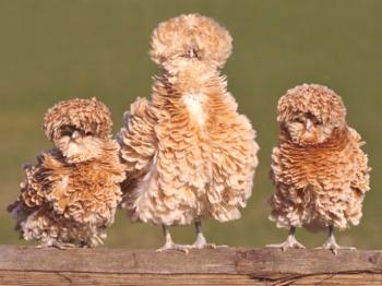 Značilnosti najpogostejših pasem okrasnih piščancev z lepimi fotografijami