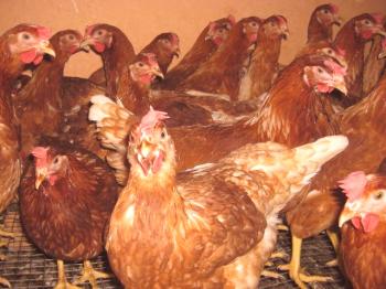 Una revisión de la raza de pollos Lohman Brown: características, características productivas, fotos