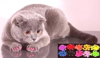Antistaps за котки: Преглед на ветеринарни лекари за ползите и увреждането на мекия нокът