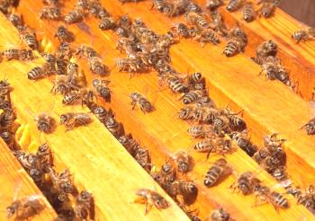 ¿Cuántas abejas en una colmena?
