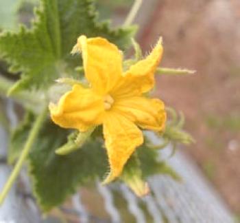 Cómo polinizar pepinos en un invernadero, video: Polinización de pepinos en un invernadero