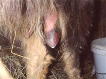 Piel y otras enfermedades en cabras y ovejas: foto