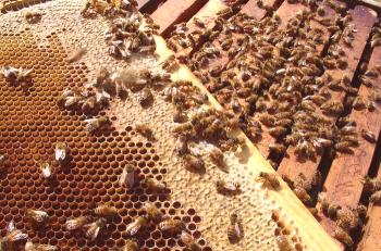 Aparato de una familia de abejas: composición, vida y responsabilidades.
