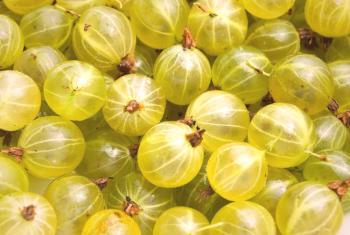 Гъската добра и лоша за тялото: витамини в цариградско грозде