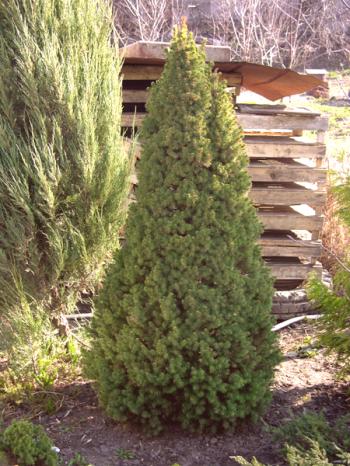 Drevesa za dacho: izberemo najprimernejša drevesa iglavcev in listavcev
