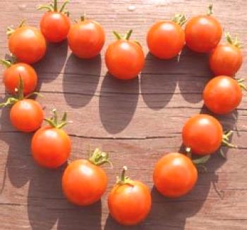 Tomates: plantación, cultivo y cuidado en campo abierto, alimentación de tomates, foto