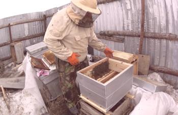 Prenos čebeljega polja v panj, pravila za prenos čebel