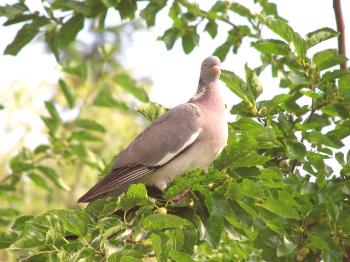 Kaj jedo golobi v naravi in ​​kako nahraniti domače golobe in njihove piščance