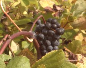 Cultivando viñas en Siberia