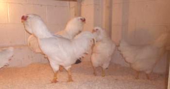 Sittseva Orel raza de pollos: fotos, opiniones
