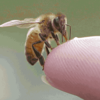 Primeros auxilios para morder una abeja (remedios populares): qué tratar en casa