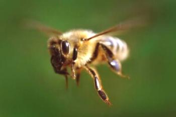 Как пчелите намират пътя си у дома