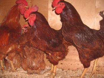 Descripción de los pollos Rod Rhode Island con fotos de los representantes de las críticas y los criadores