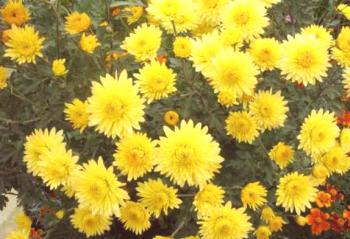 Plántulas de crisantemo (Chrysanthemum segetum)