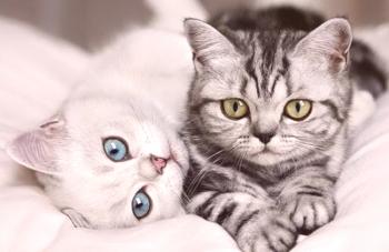 Как да различим котка от котка: Съвети за определяне на пола на домашен любимец