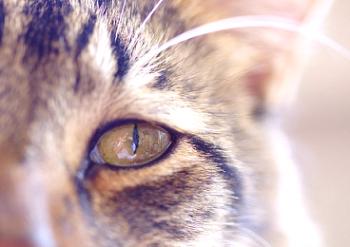 Zakaj oči mačke utripa, oči namočite in stisnite: vzroki in zdravljenje, kako brisati