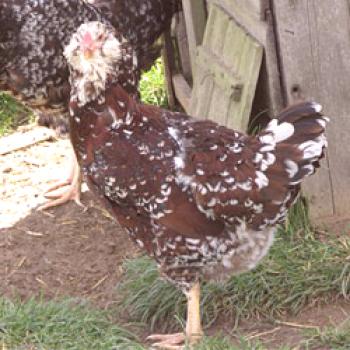 Orlovsky piščanci: gojenje in vzrejo pasem