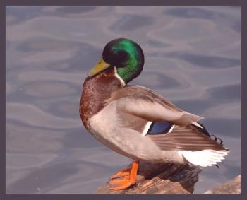 Lo que se llama el pato macho: las características del bazo, sus características distintivas y fotos