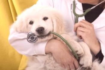 Inflamación de un tejido cardíaco o miocarditis en un perro: ¿es posible salvar a un amigo peludo?
