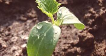 Tecnología de cultivo de pepinos en invernadero profesionalmente.
