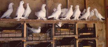 Kako narediti gnezda za golobe z lastnimi rokami: mojstrski tečaji s fotografijami