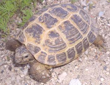 Srednjeazijska stepska želva: fotografija, oskrba, zadrževanje