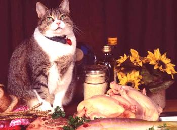 Holistična krma za mačke: kaj je to in kaj so boljše