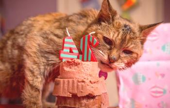 Kako stare mačke živijo: dejavniki, ki vplivajo na dolgoživost