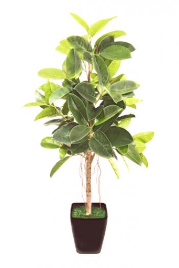 Guma Ficus (elastična): razmnoževanje in nega na domu, oblikovanje krošnje