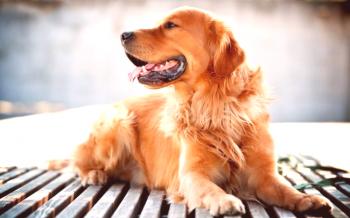Zlati prinašalec (fotografija): Ena najbolj inteligentnih pasem psov