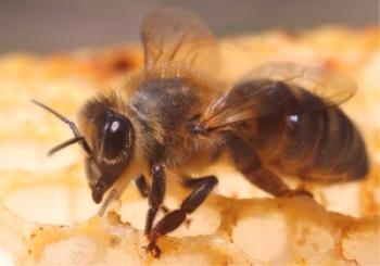 Burzyansky čebela, opis pasme