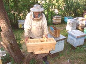 Prenos čebeljega polja v čebelnjak
