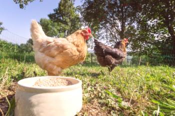 Mešalnik za kokoši in kokoši: kako kuhati?