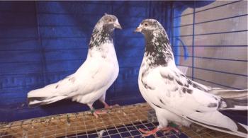 Značilnosti kamnin golobovih golobov s fotografijo predstavnikov