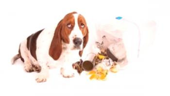 Patología del intestino grueso - colitis en perros: signos, tratamiento