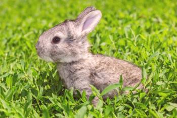 Новородени зайци: хранене и грижи