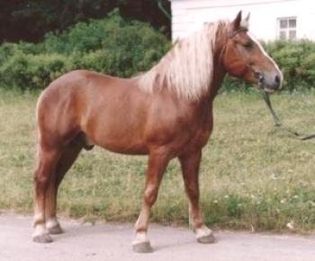 ¿Qué razas de caballos se reproducen en los Urales del sur?