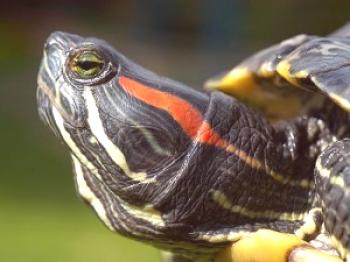 ¿Cómo determinar la edad de la tortuga?