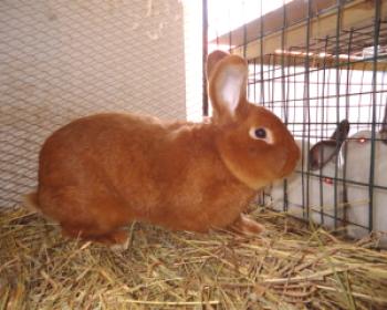 Conejos de Nueva Zelanda - raza blanca y roja (foto)